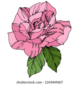 Vector Rose. Floral botanical flower. Pink color engraved ink art. Isolated rose illustration element. Wild spring leaf wildflower isolated.