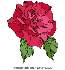 Vector Rose. Floral botanical flower. Red engraved ink art. Isolated rose illustration element. Wild spring leaf wildflower isolated.