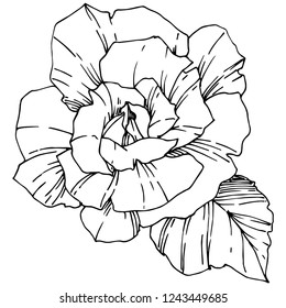 Vector Rose. Floral botanical flower. Black and white engraved ink art. Isolated rose illustration element. Wild spring leaf wildflower isolated.
