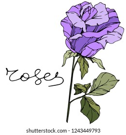 Vector Rose. Floral botanical flower. Purple color engraved ink art. Isolated rose illustration element. Wild spring leaf wildflower isolated.