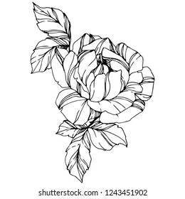 Hand Drawing Sketch Peony Flower Black Stock Vector (Royalty Free ...