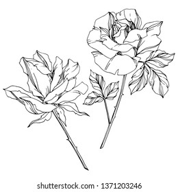 Vector Rose floral botanical flower. Wild spring leaf wildflower isolated. Black and white engraved ink art. Isolated roses illustration element on white background.