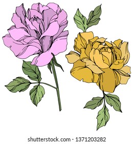 Vector Rose floral botanical flower. Wild spring leaf wildflower isolated. Violet and yellow engraved ink art. Isolated roses illustration element on white background.