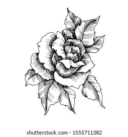 Vector Rose floral botanical flower. Wild spring leaf wildflower isolated. Black and white engraved ink art. Isolated roses illustration element.