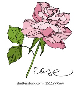 Vector Rose floral botanical flowers. Wild spring leaf wildflower isolated. Engraved ink art. Isolated roses illustration element on white background.