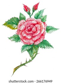 vector rose flower with buds of watercolor.