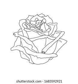vector rose flower clip art coloring book page