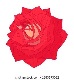 vector rose flower clip art on white isolated background