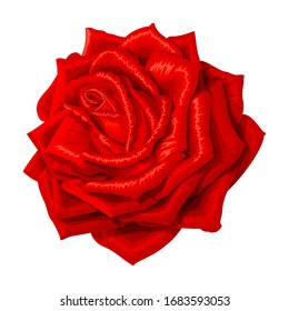 imagen prediseñada de flores de rosa vectorial sobre fondo blanco aislado