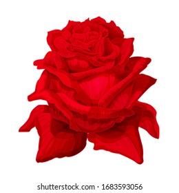 vector rose flower clip art on white isolated background