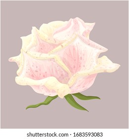 vector rose flower clip art on white isolated background