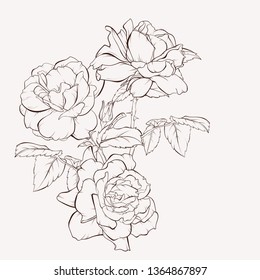 Vector rose flower isolated. Element for design. Hand-drawn contour lines and strokes. Floral vintage greeting card and invitation of the wedding, birthday, Valentine s Day, Mother s day, holiday.