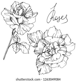 Vector Rose flower. Isolated rose illustration element on white background. Black and white engraved ink art.