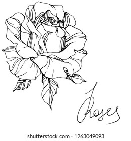 Vector Rose flower. Isolated rose illustration element on white background. Black and white engraved ink art.