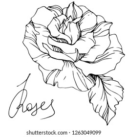 Vector Rose flower. Isolated rose illustration element on white background. Black and white engraved ink art.