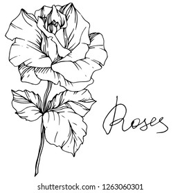Vector Rose flower. Isolated rose illustration element on white background. Black and white engraved ink art