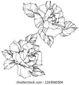 Vector Rose flower. Isolated rose illustration element on white background. Black and white engraved ink art