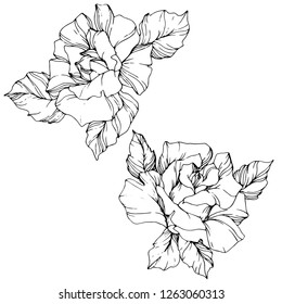 Vector Rose flower. Isolated rose illustration element on white background. Black and white engraved ink art
