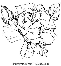 Vector Rose flower. Isolated rose illustration element on white background. Black and white engraved ink art