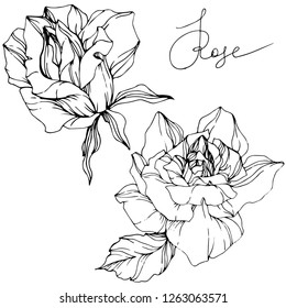 Vector Rose flower. Isolated rose illustration element on white background. Black and white engraved ink art.