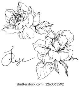 Vector Rose flower. Isolated rose illustration element on white background. Black and white engraved ink art.
