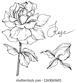 Vector Rose flower. Isolated rose illustration element on white background. Black and white engraved ink art.