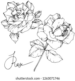 Vector Rose flower. Isolated rose illustration element on white background. Black and white engraved ink art.
