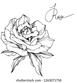 Vector Rose flower. Isolated rose illustration element on white background. Black and white engraved ink art.