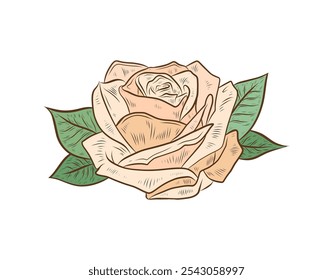 Vector rose flower isolated on white background. Color vector illustration of rose bud. Flower of peach, yellow color. Design and formation, realistic drawing.