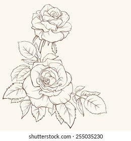 Vector rose flower isolated on white background. Element for design. Hand-drawn contour lines and strokes.