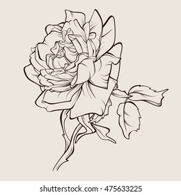 Vector rose flower isolated on white background. Element for design. Hand-drawn contour lines and strokes.