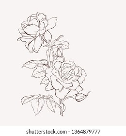 Vector rose flower. Summer flowers bouquet. Element for design. Hand-drawn contour lines and strokes.