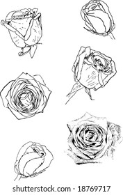 Vector rose flowers 