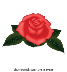 vector rose flowers and petals on transparent background. Top view. Valentine's day and mother's day background
