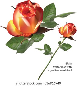 Vector rose with a gradient mesh tool