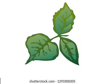 Vector Rose Green leaf floral botanical flower. Wild spring leaf wildflower isolated. Green engraved ink art. Isolated rose illustration element on white background.