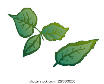 Vector Rose Green leaf floral botanical flower. Wild spring leaf wildflower isolated. Green engraved ink art. Isolated rose illustration element on white background.