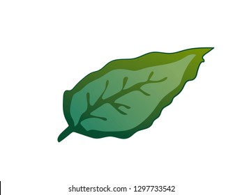 Vector Rose Green leaf floral botanical flower. Wild spring leaf wildflower isolated. Green engraved ink art. Isolated rose illustration element on white background.