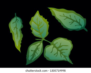 Vector Rose Green leaf floral botanical flower. Wild spring leaf wildflower isolated. Green engraved ink art. Isolated rose illustration element on black background.