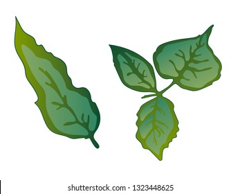 Vector Rose Green leaf floral botanical flower. Wild spring leaf wildflower isolated. Green engraved ink art. Isolated rose illustration element on white background.
