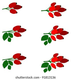 vector rose hip