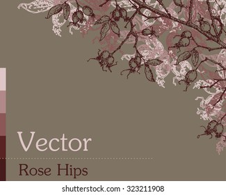Vector of Rose Hips Corner Element. Autumn season drawing with ripe hips and some leaves on branch. Can be used in a greetings card,  invitation, poster, advertisement, web decoration or other. Eps 10