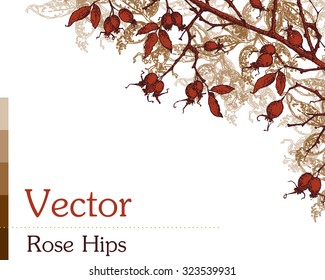 Vector of Rose Hips Corner Element. Autumn season drawing with hips, leaves, branches. Can be used in a greetings card,  invitation, poster, advertisement, web decoration etc. Brown background details