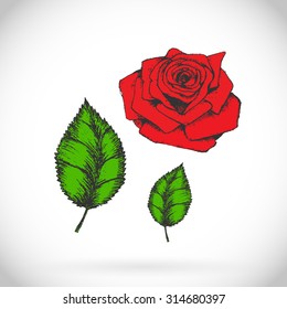 Vector rose and leaf set on transparent background.
