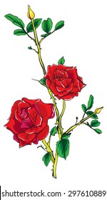 Vector rose on a white background