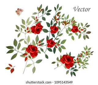Vector. Rose sprig.  Botanical illustration. Flower arrangement of red roses and green leaves. Set of floral elements.