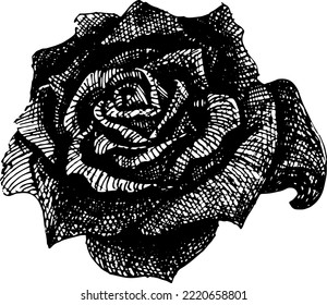 La rosa del vector por tatuaje, flor dibujada a mano en estilo blanco y negro. Artes gráficas.