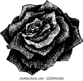 Vector rose for tattoo, hand drawn flower in black and white style. Graphic arts.