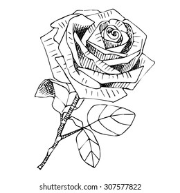 Vector rose. White and black