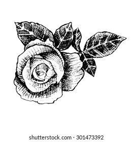 Vector rose. White and black-3